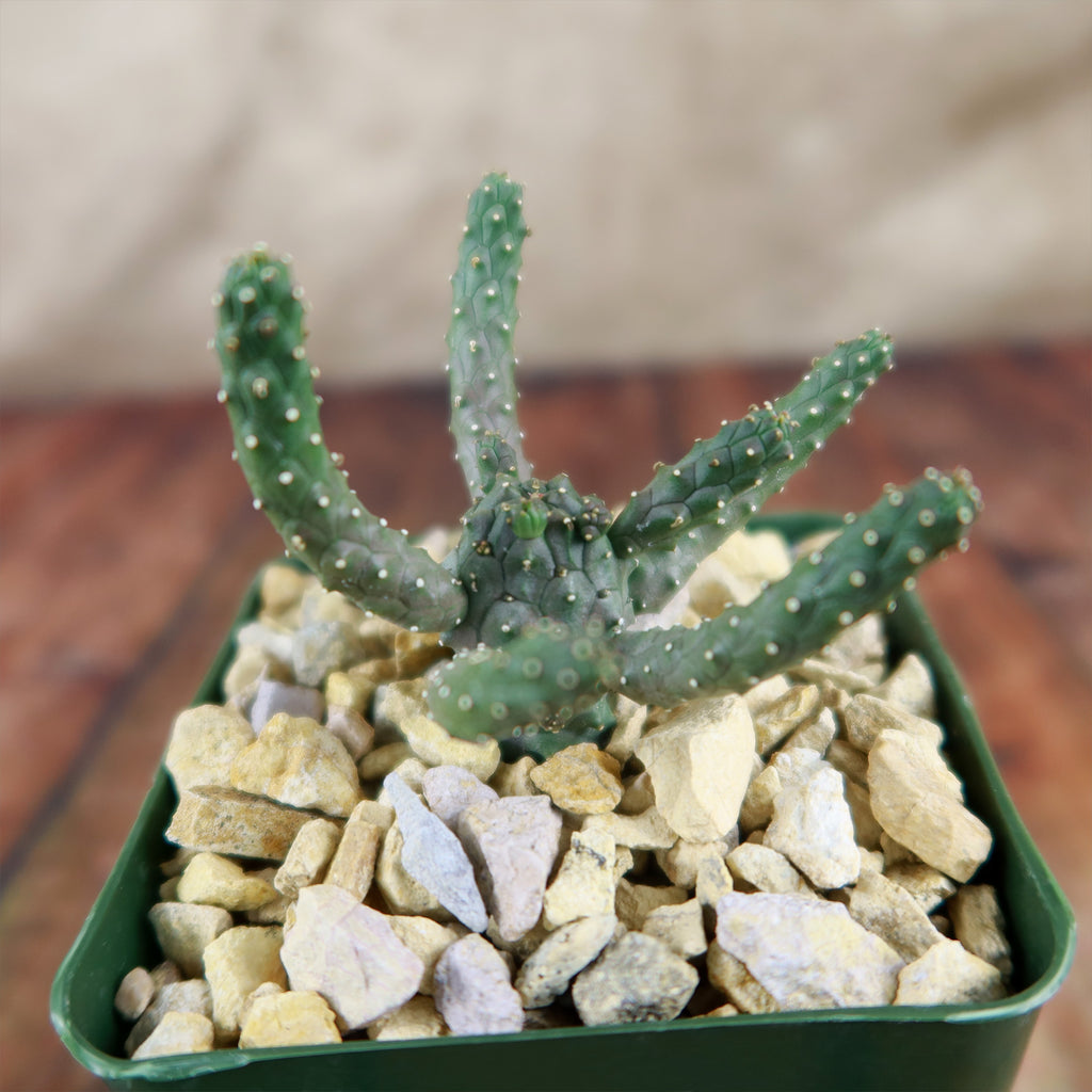 Euphorbia gamkaensis