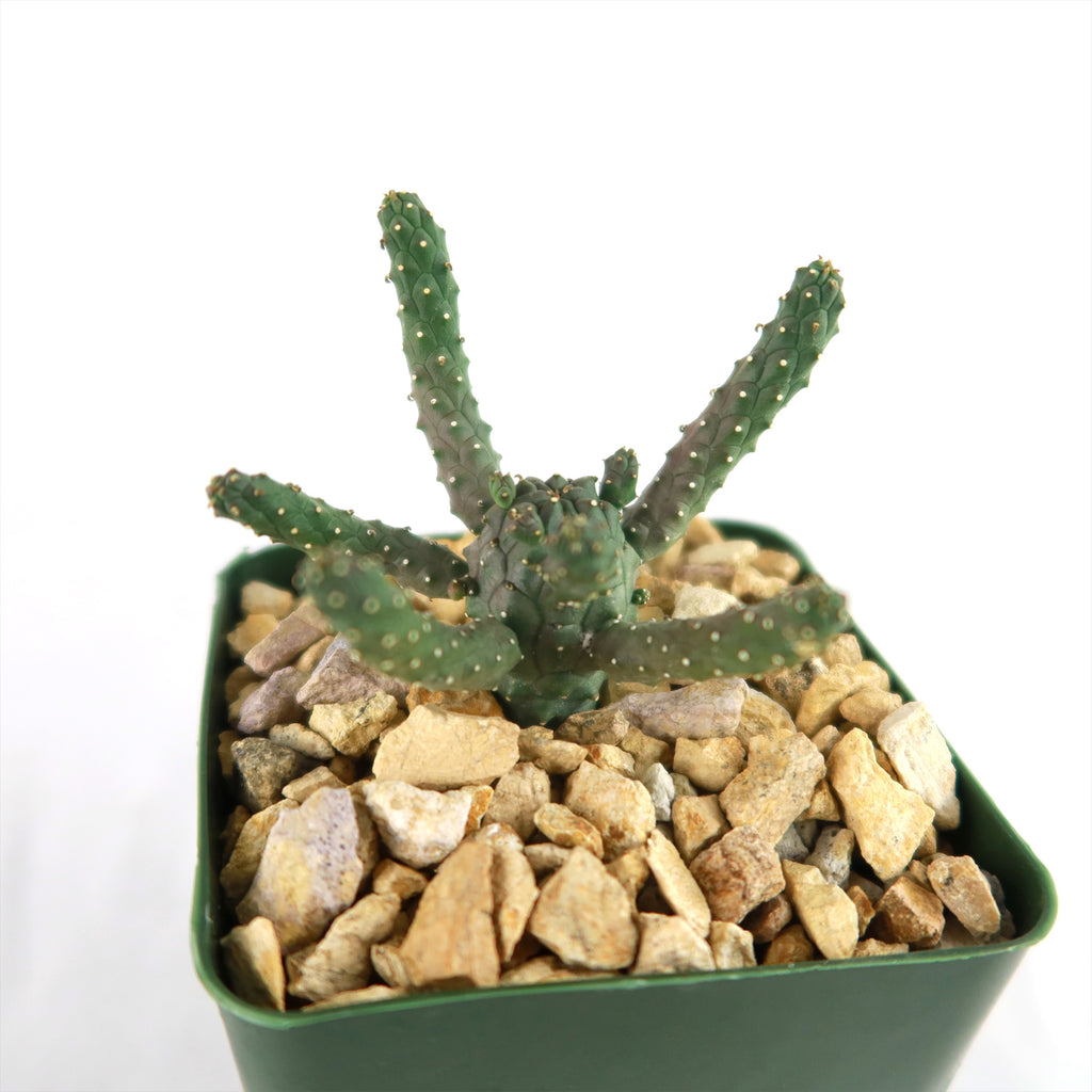 Euphorbia gamkaensis