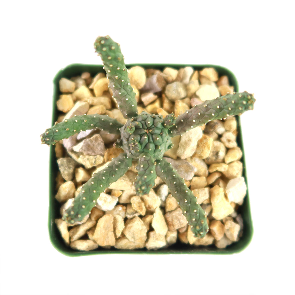 Euphorbia gamkaensis