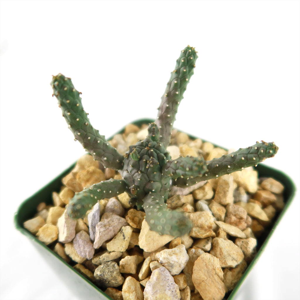 Euphorbia gamkaensis