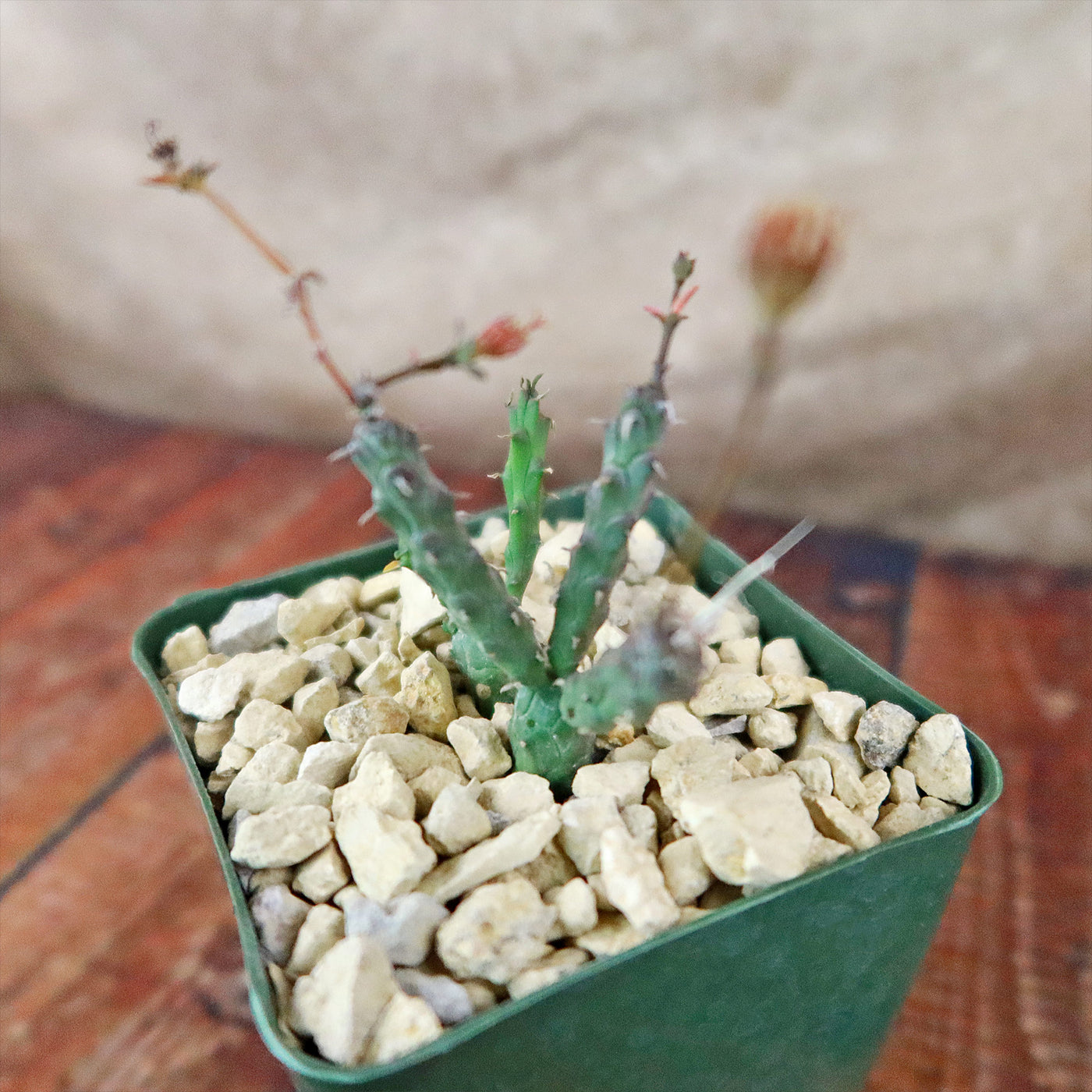 Euphorbia globosa