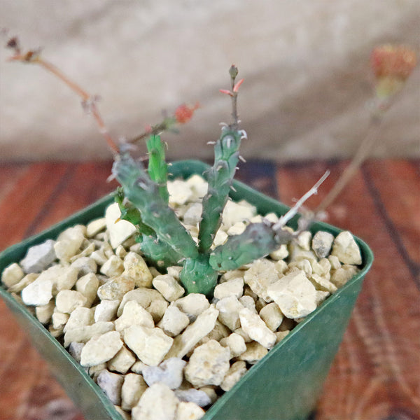現地株　Euphorbia globosa 発根済　鉢のまま発送　コーデックス Euphorbia-globosa-4-inch-