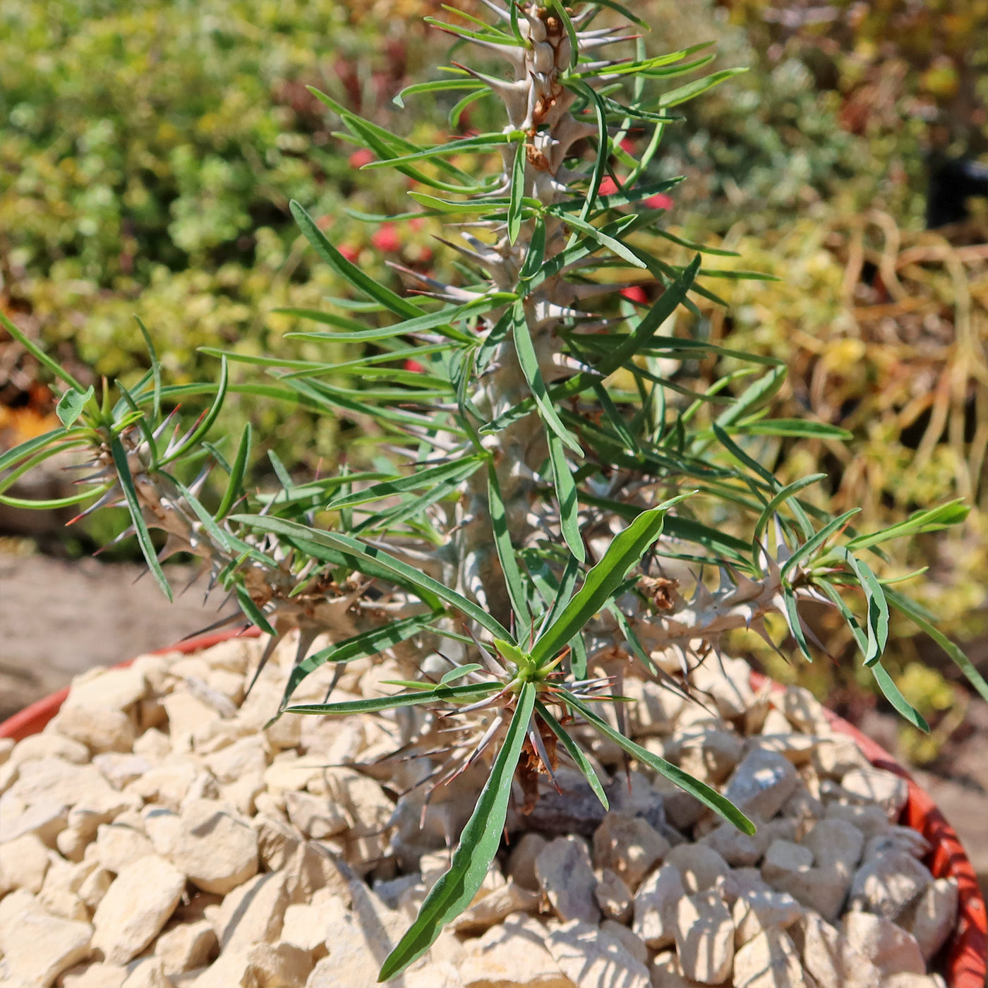 Euphorbia Gottlebei