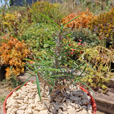 Euphorbia Gottlebei