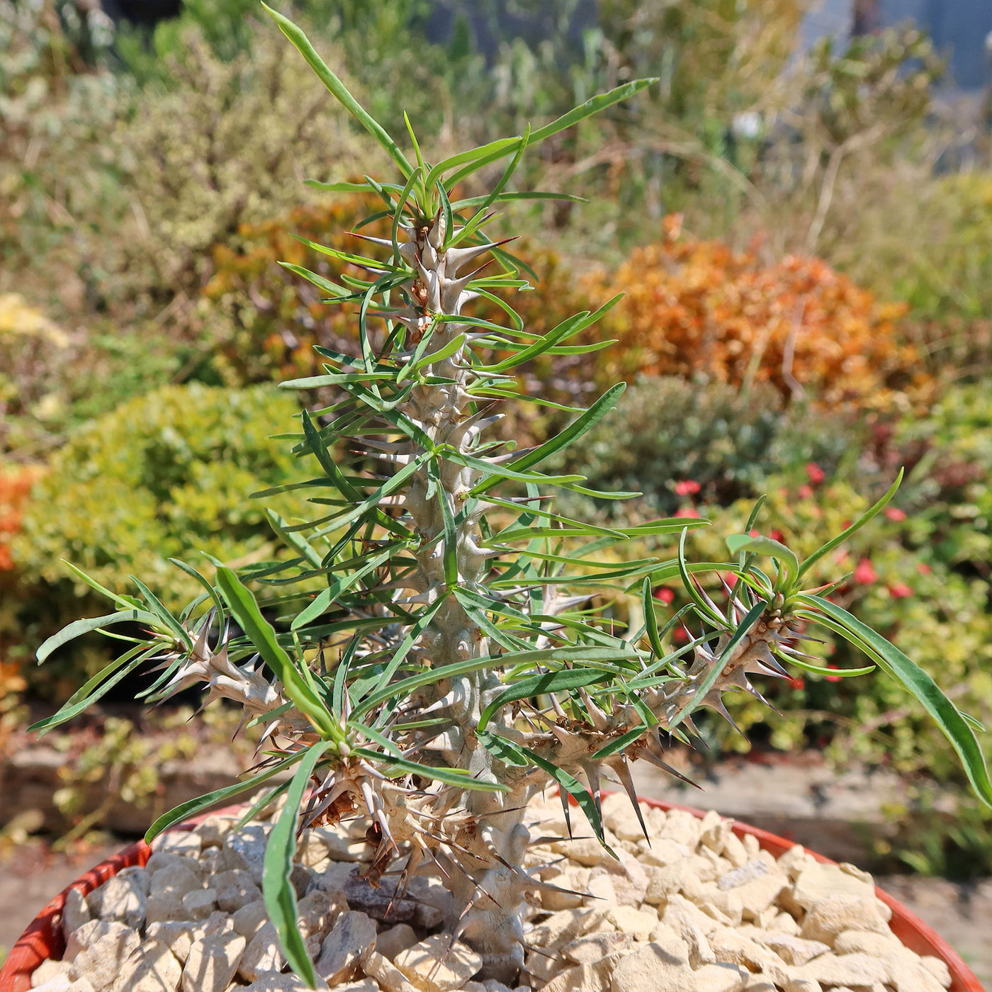 Euphorbia Gottlebei