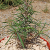 Euphorbia Gottlebei