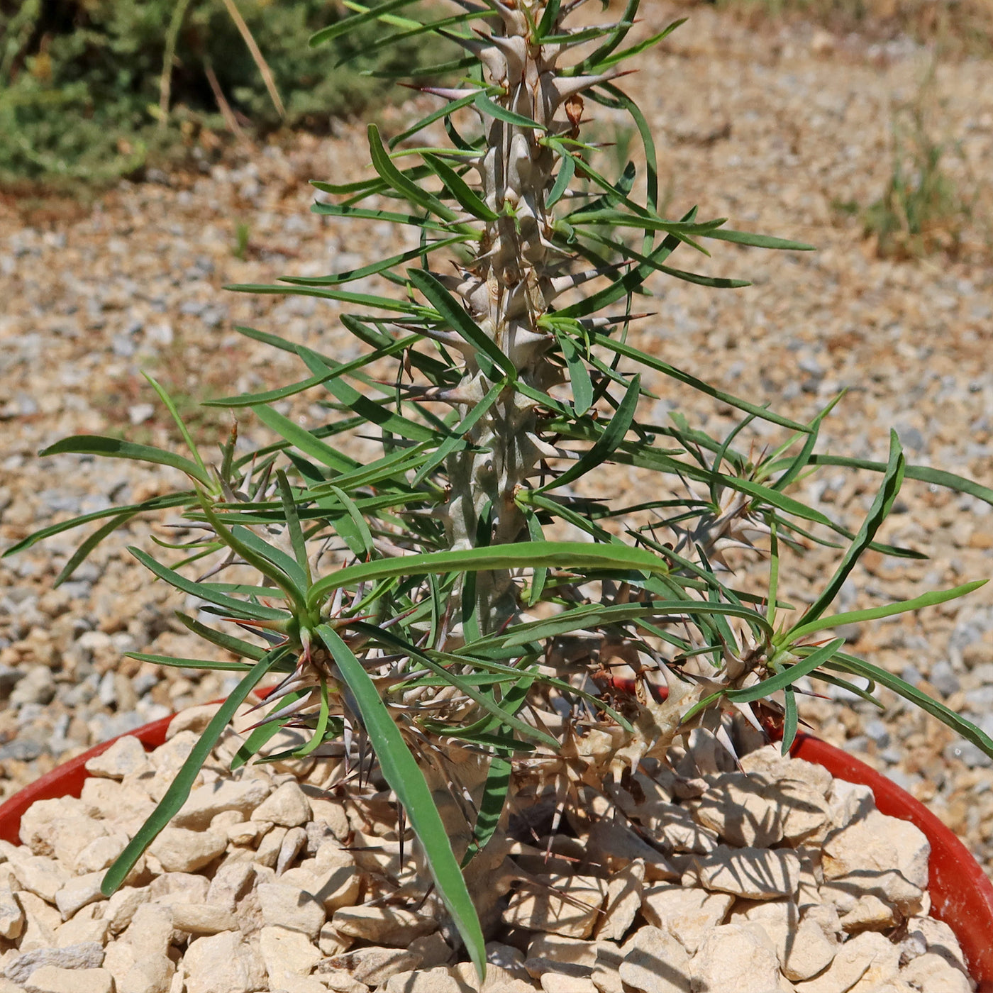 Euphorbia Gottlebei