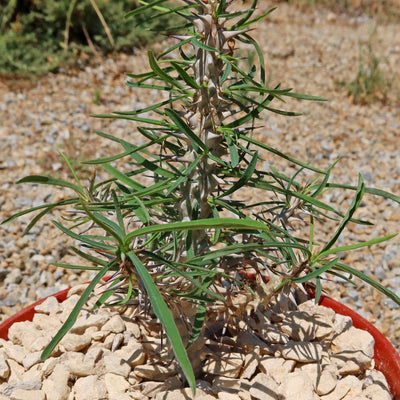 Euphorbia Gottlebei