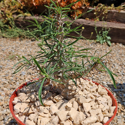 Euphorbia Gottlebei