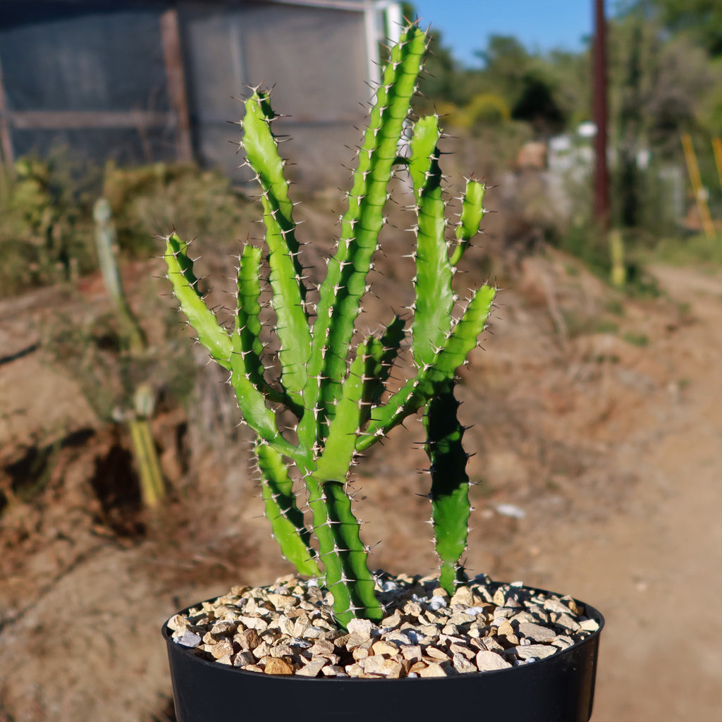 Euphorbia grandidens