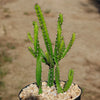 Euphorbia grandidens