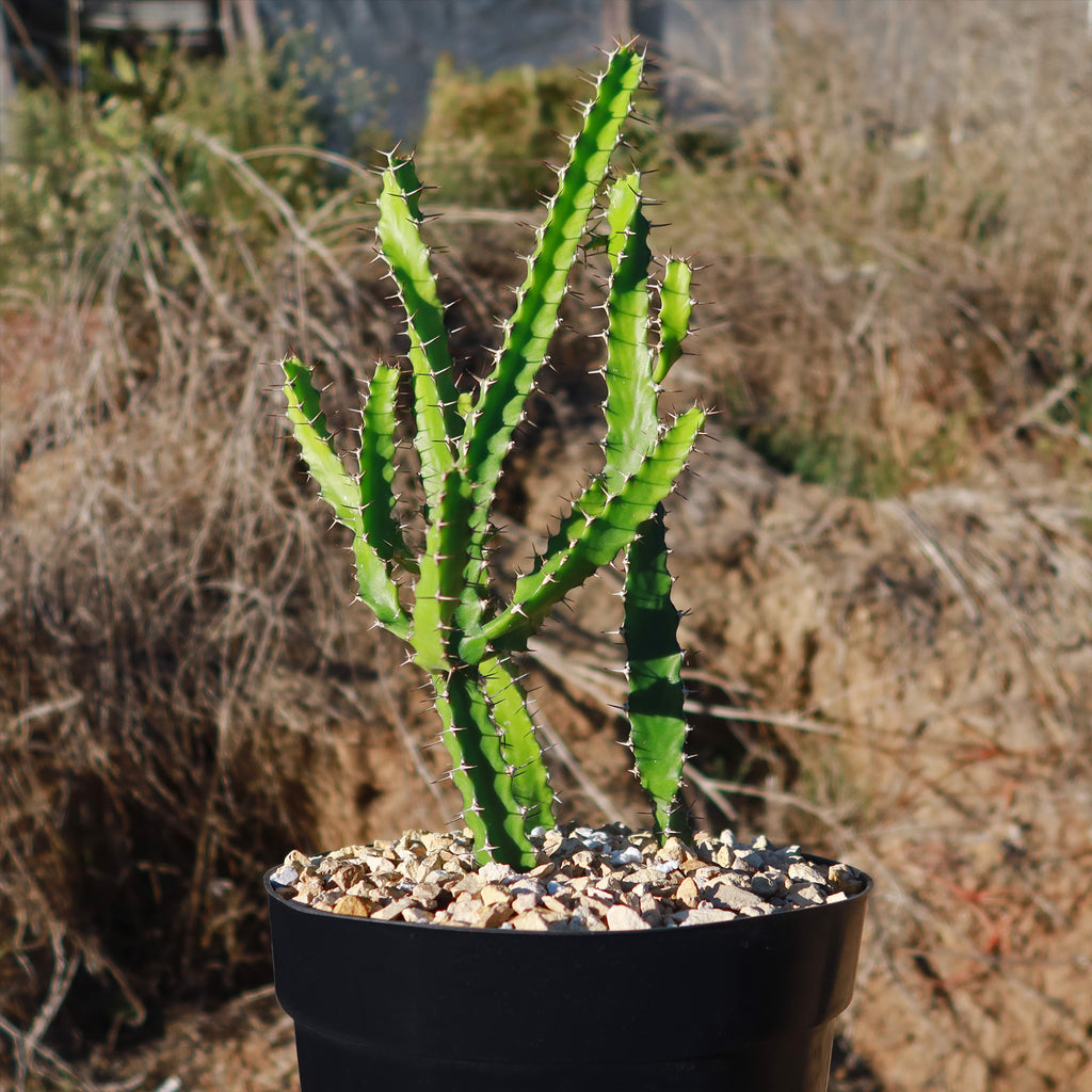 Euphorbia grandidens