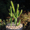 Euphorbia grandidens