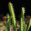 Euphorbia grandidens