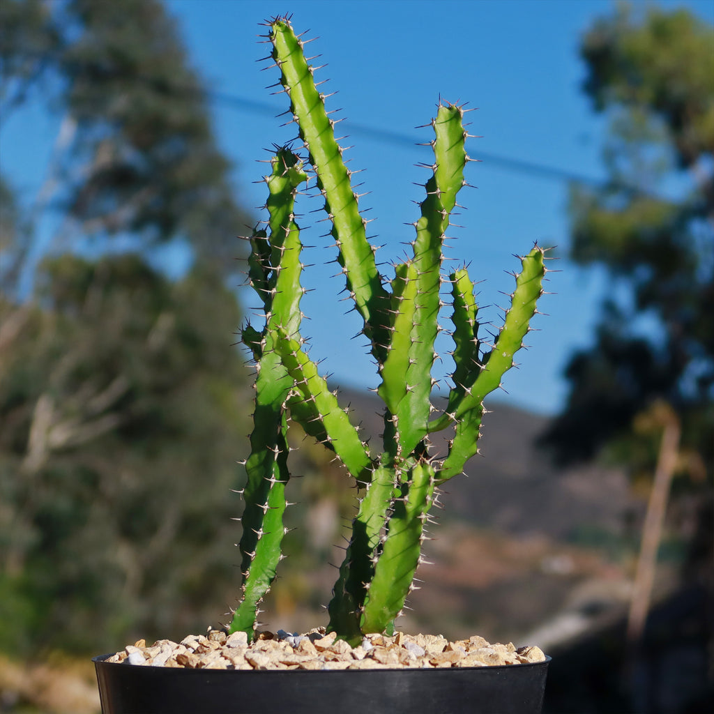 Euphorbia grandidens