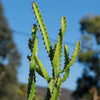 Euphorbia grandidens