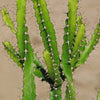 Euphorbia grandidens