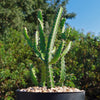 Euphorbia grandidens