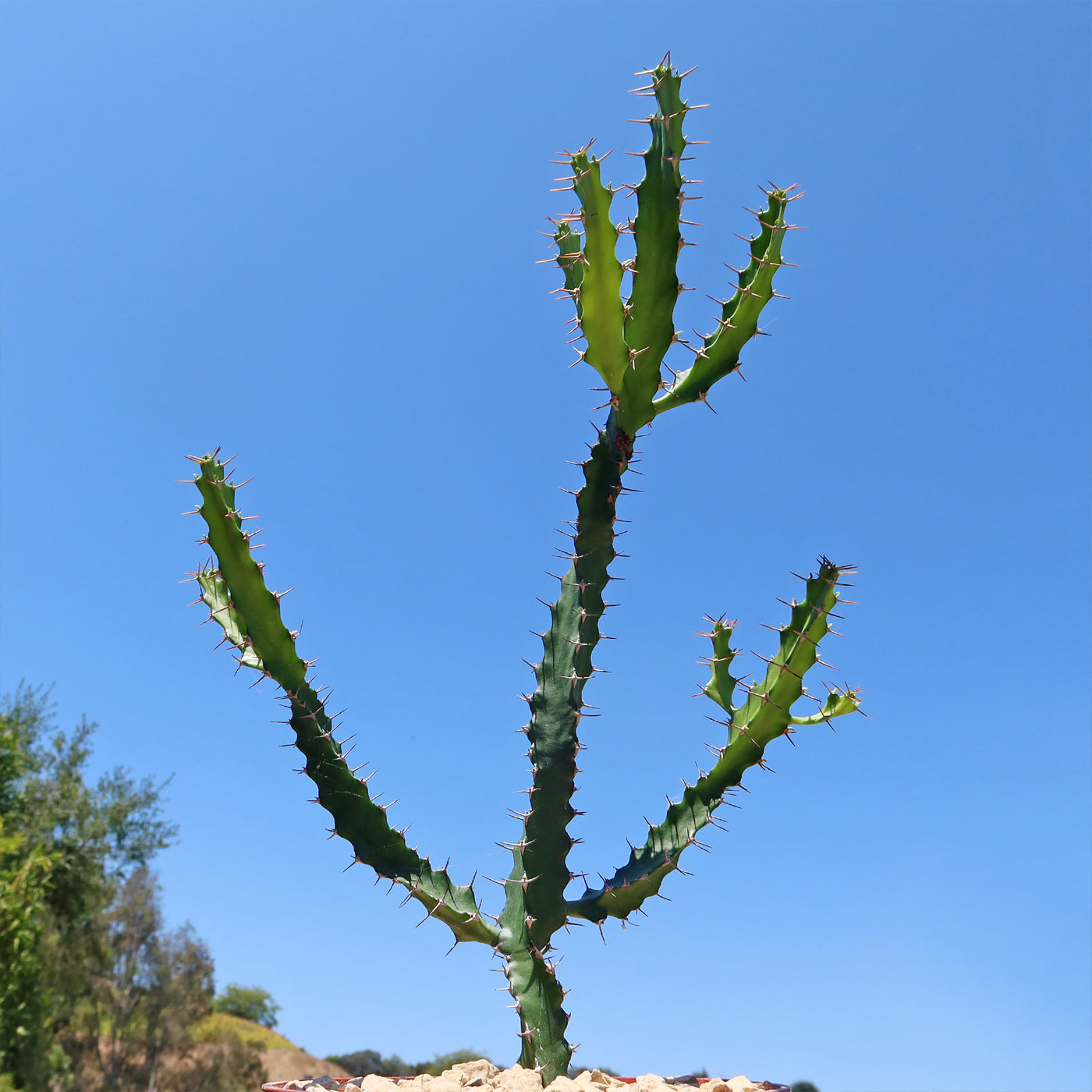 Euphorbia grandidens