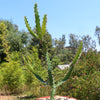 Euphorbia grandidens