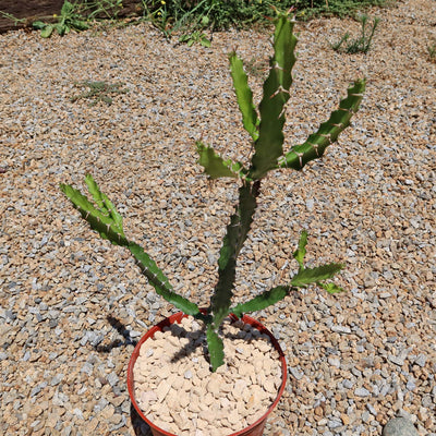 Euphorbia grandidens