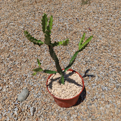 Euphorbia grandidens