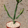 Euphorbia grandidens