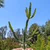 Euphorbia grandidens