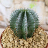 Euphorbia horrida urchin