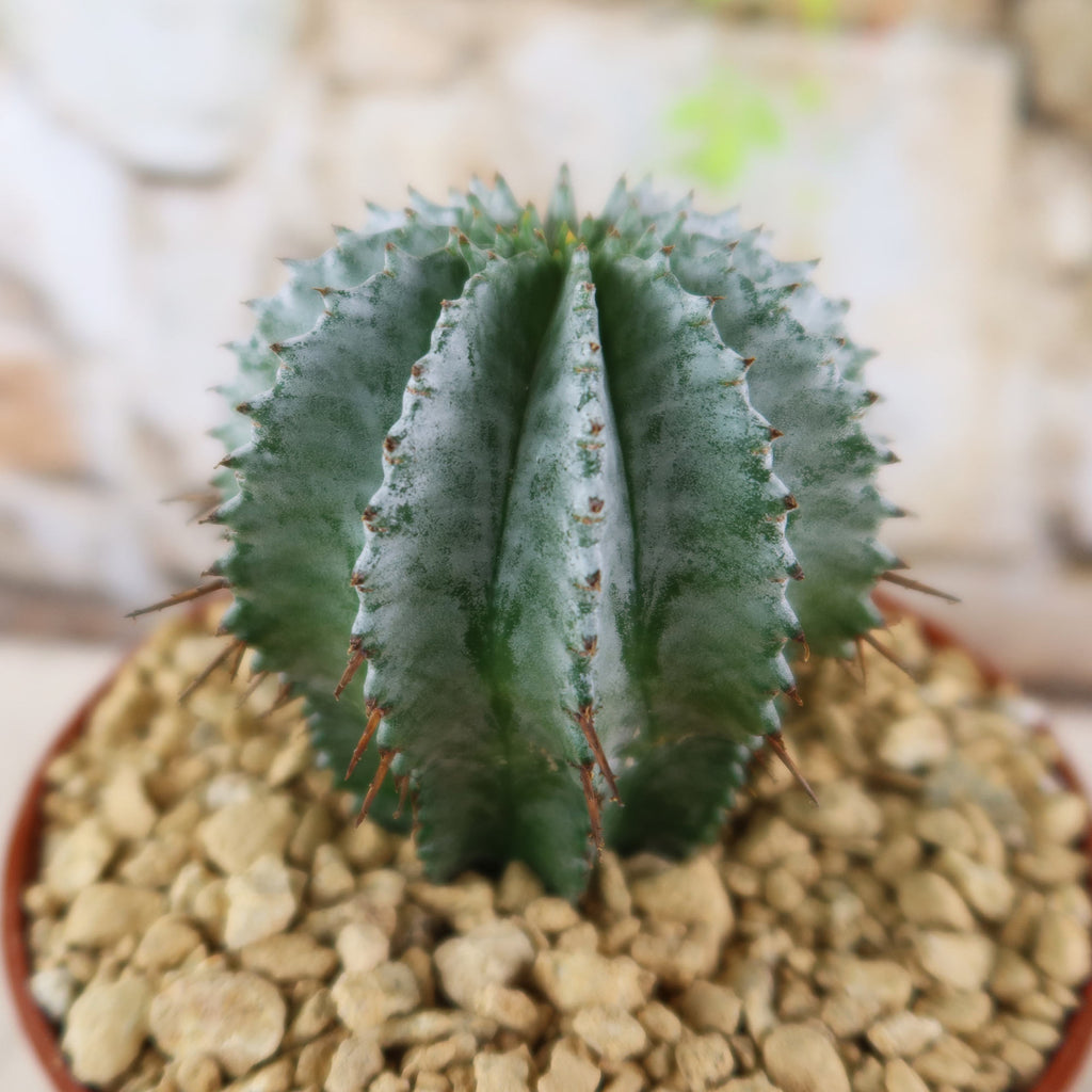 Euphorbia horrida urchin