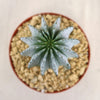 Euphorbia horrida urchin