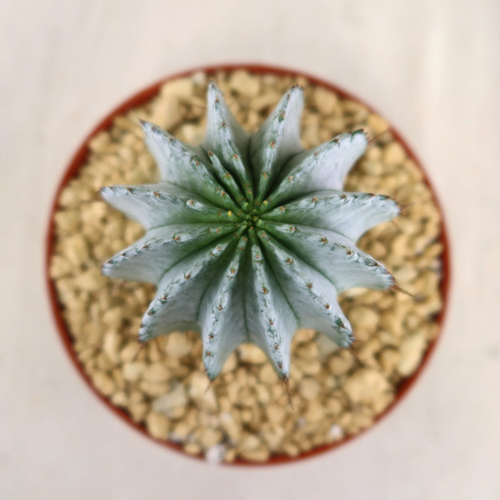 Euphorbia horrida urchin