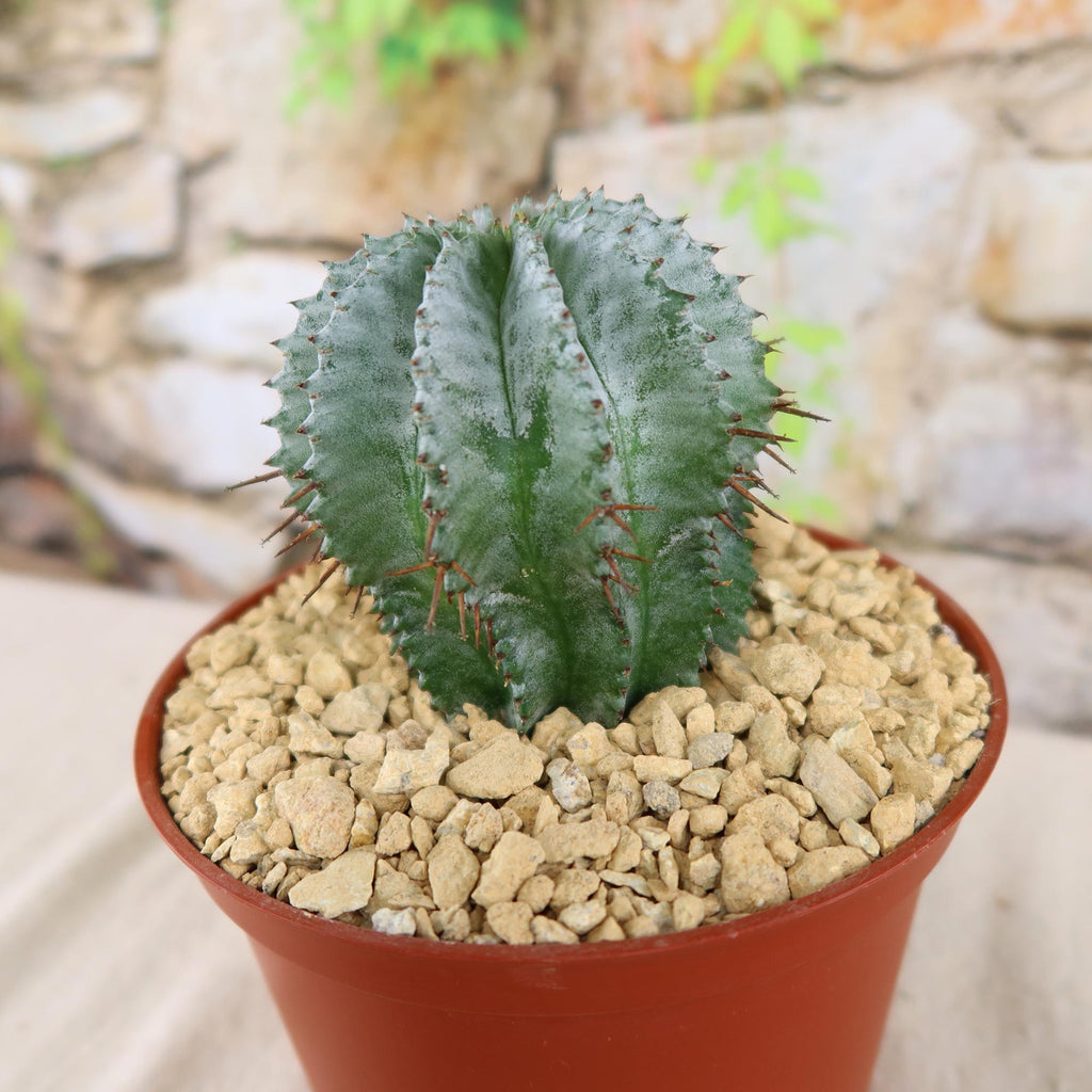 Euphorbia horrida urchin