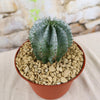 Euphorbia horrida urchin