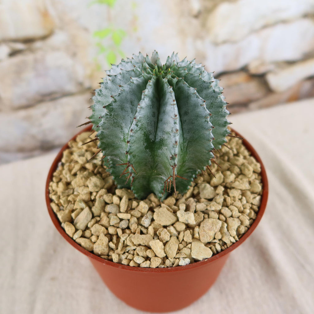 Euphorbia horrida urchin
