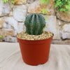 Euphorbia horrida urchin