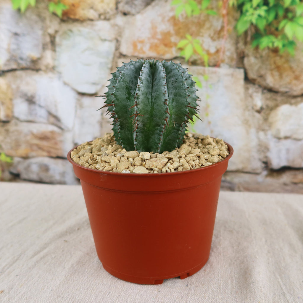 Euphorbia horrida urchin