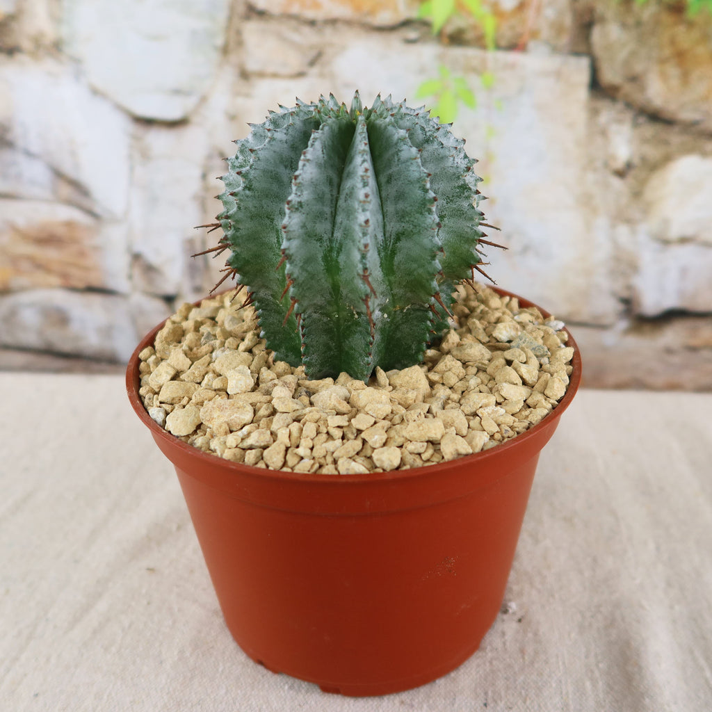 Euphorbia horrida urchin