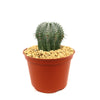 Euphorbia horrida urchin