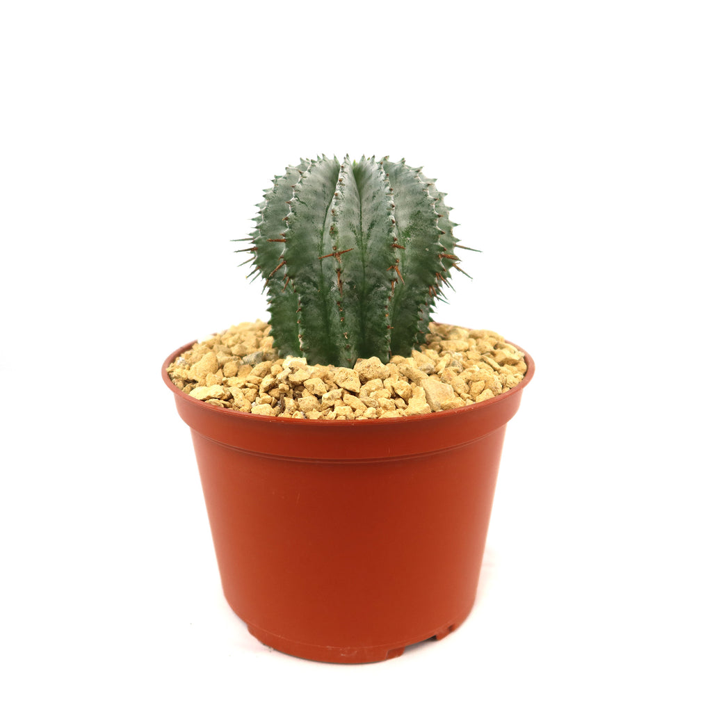 Euphorbia horrida urchin