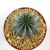 Euphorbia horrida urchin