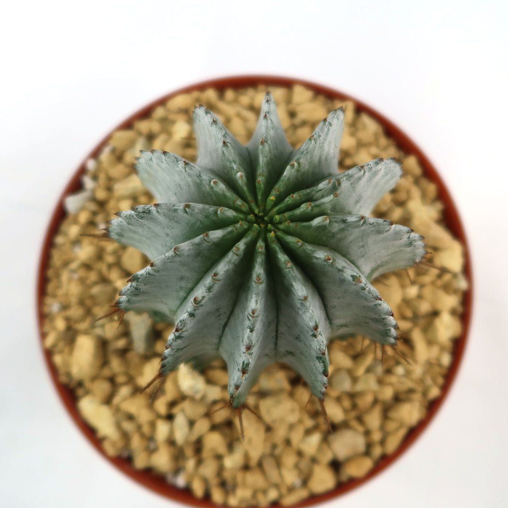 Euphorbia horrida urchin