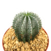 Euphorbia horrida urchin