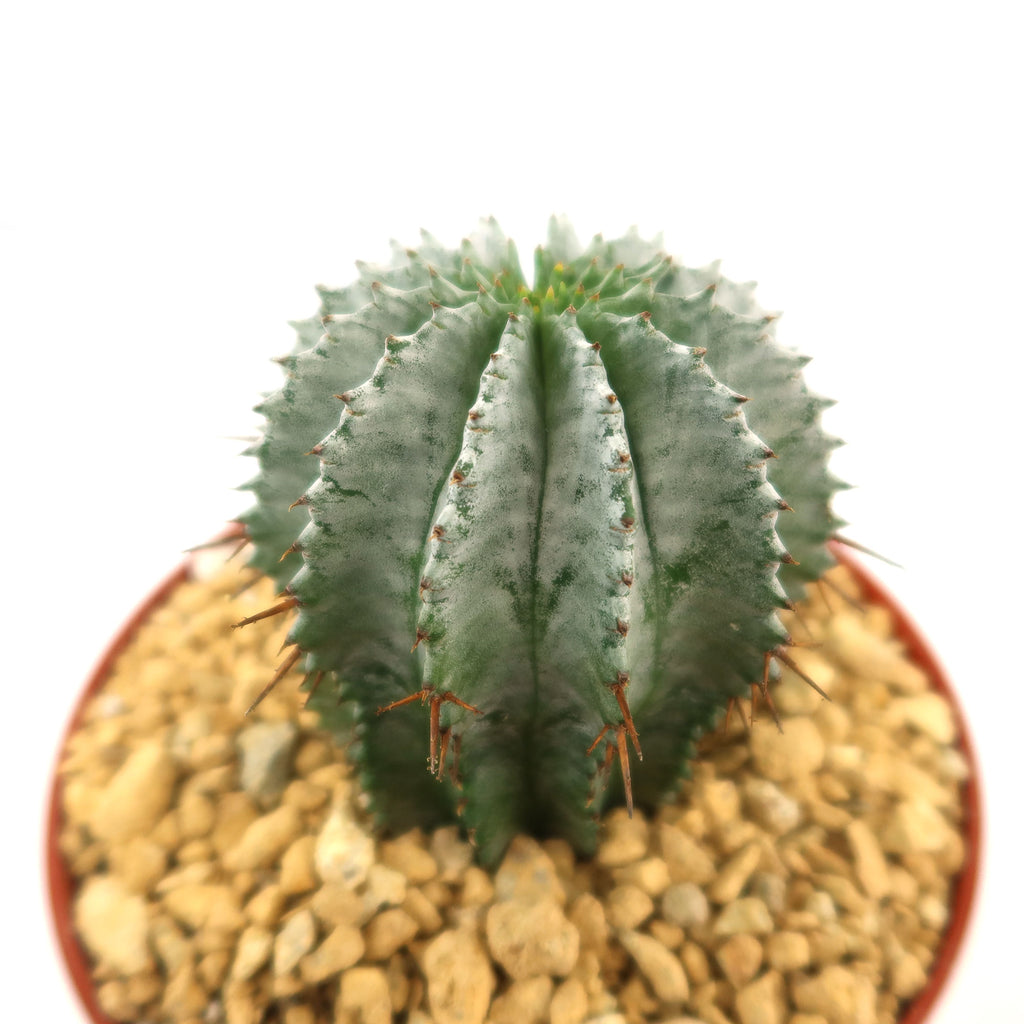 Euphorbia horrida urchin