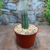 A small green Euphorbia infausta with vertical ridges in a brown plastic pot with gravel, placed before a stone wall and greenery.
