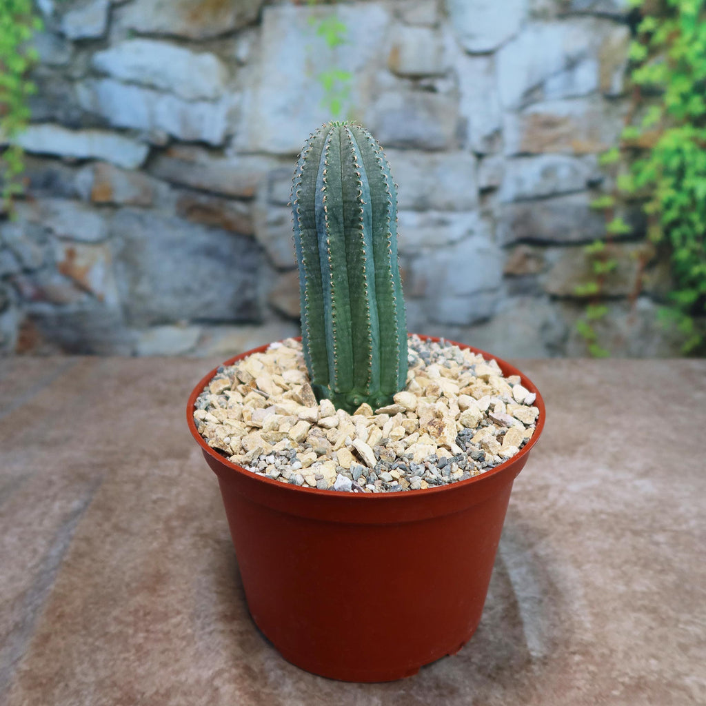 A small green Euphorbia infausta with vertical ridges in a brown plastic pot with gravel, placed before a stone wall and greenery.
