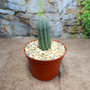A small green Euphorbia infausta with vertical ridges grows in a brown plastic pot with gravel, ideal as a drought-tolerant plant.