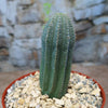 A small green Euphorbia infausta cactus with ribbed sides stands upright in light gravel, set against a blurred stone wall background.