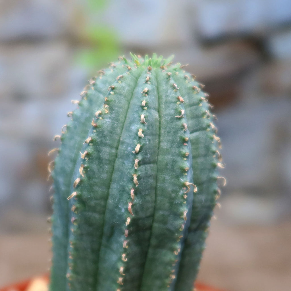 Close-up of Euphorbia infausta with green vertical ridges and small, evenly spaced spines, set against a soft neutral background.