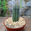 A compact Euphorbia infausta with vertical ridges sits in a red pot with light gravel, set against a blurred stone wall and greenery.
